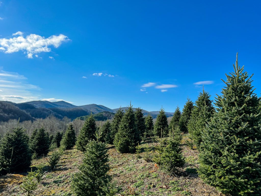 High Country Christmas Tree Farm