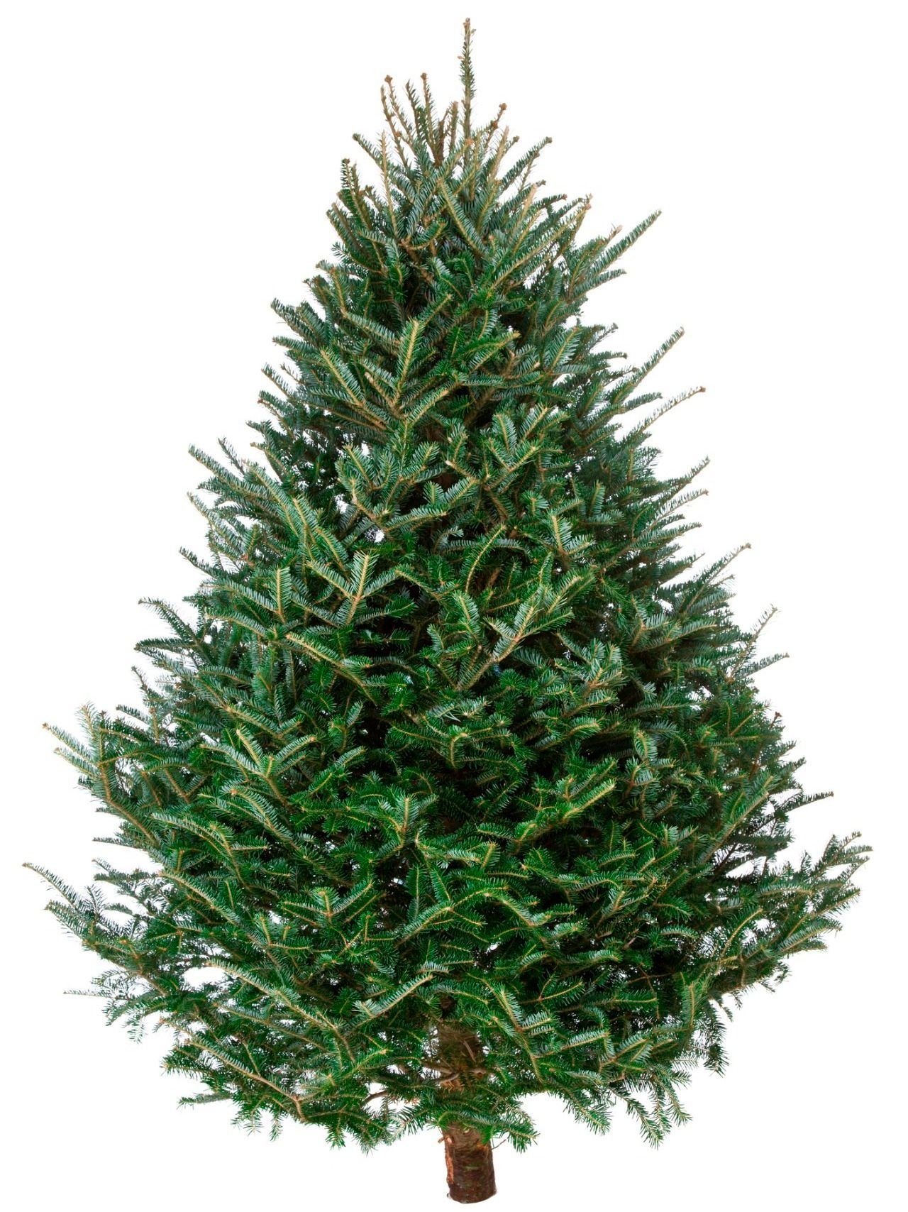 High Country Christmas Trees For A Mountain Fresh Cut