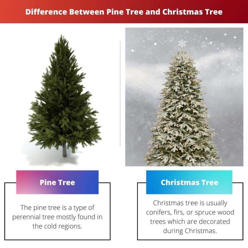 Holiday Tree Vs Christmas Tree: Whats The Difference