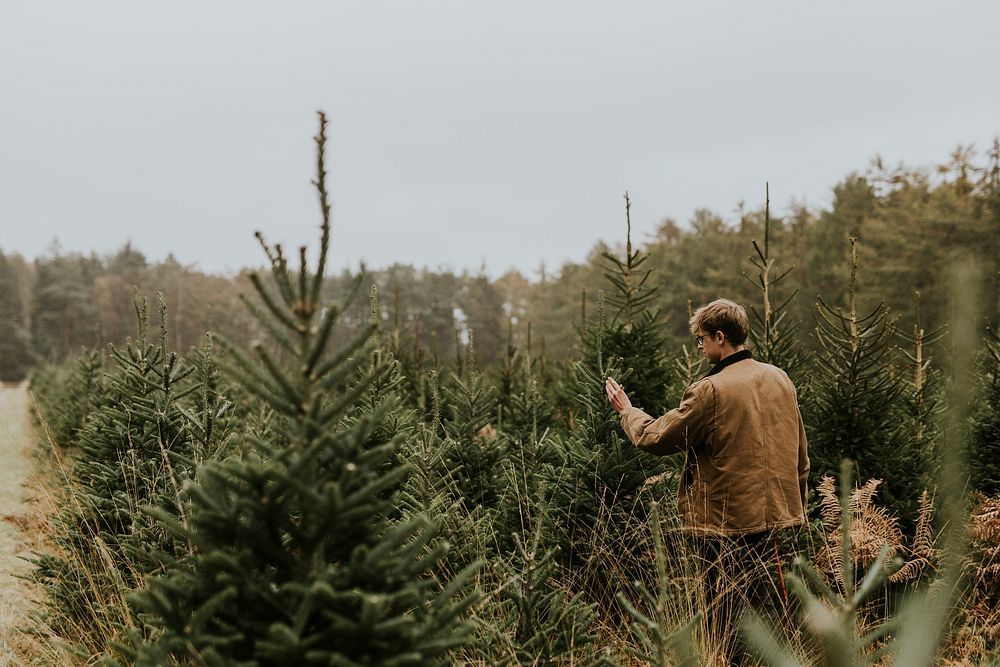 Inspecting Christmas tree