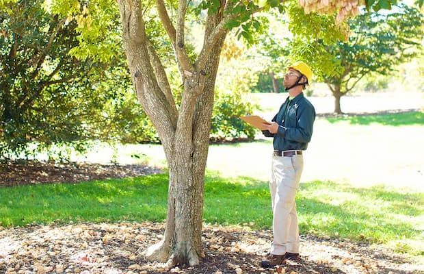 Inspecting the Tree