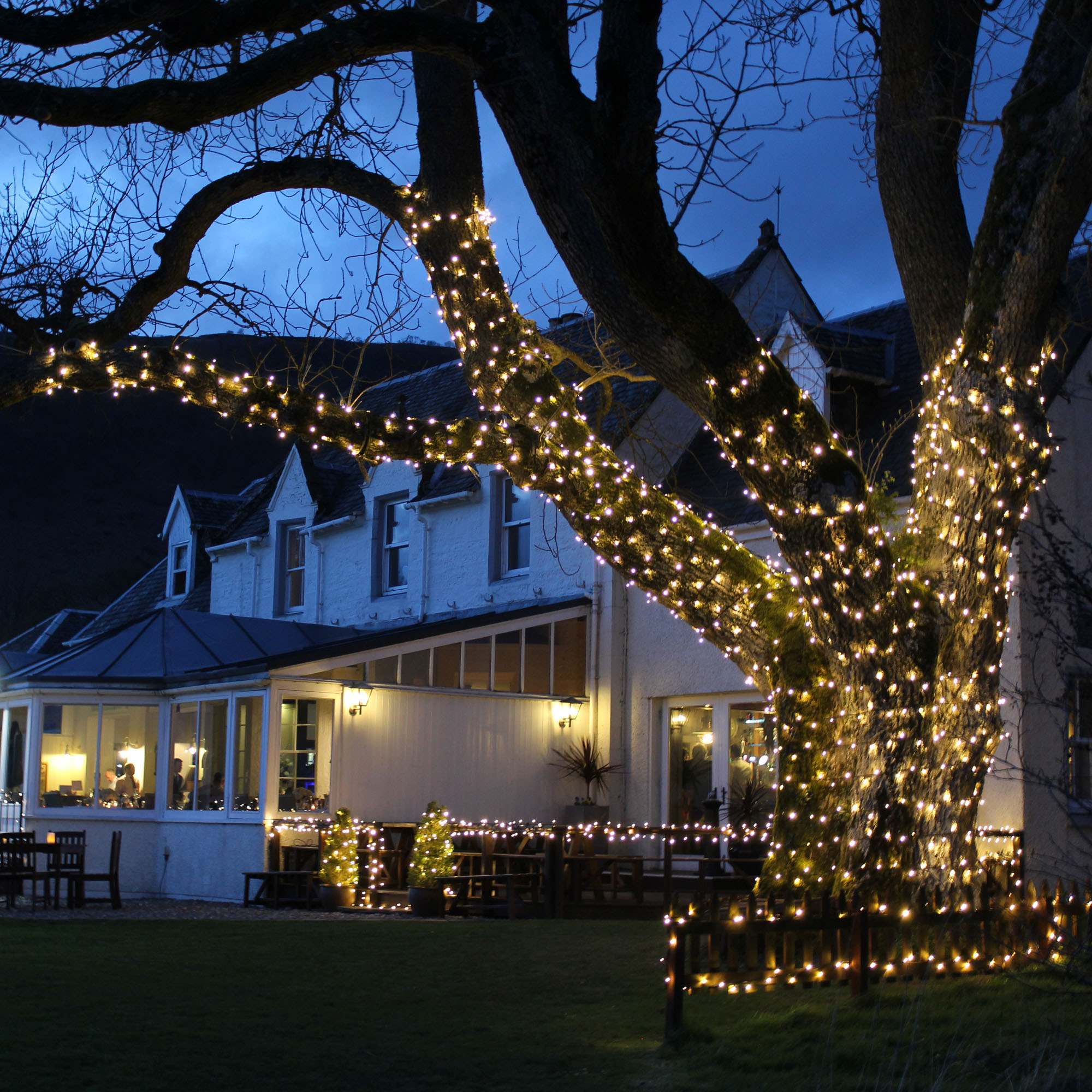 Installing Outdoor Christmas Tree Lights