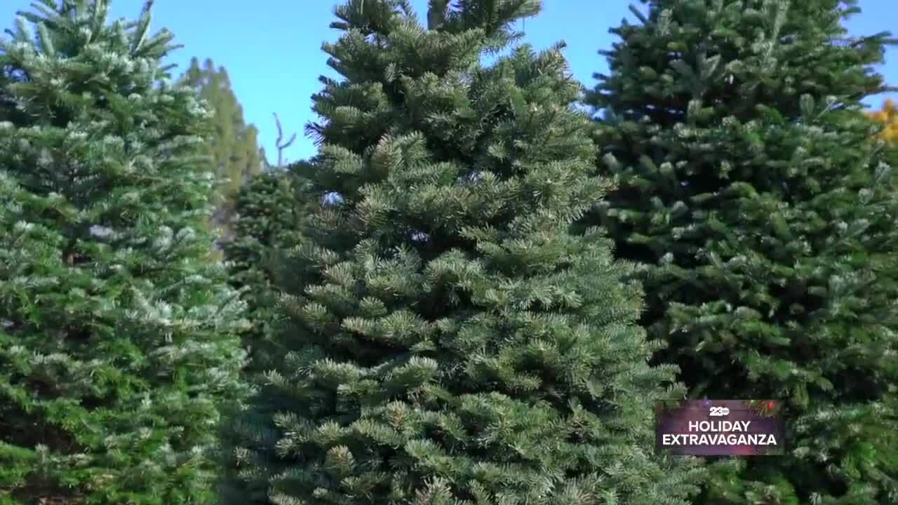 Kern County Christmas Tree Farm