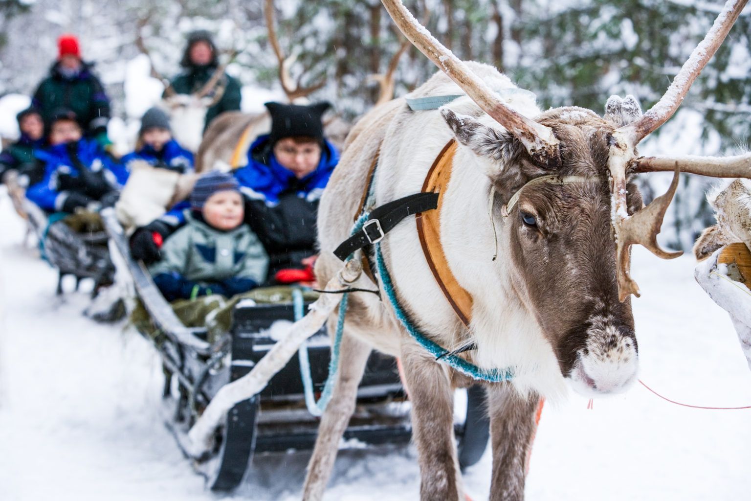 Lapland Sleigh Ride