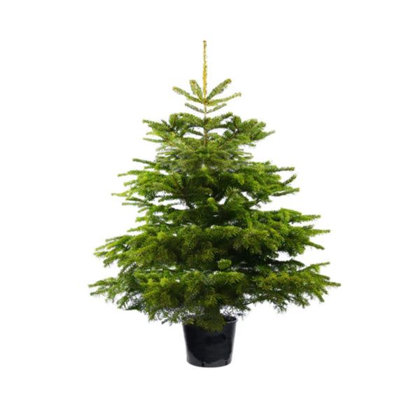 Live Christmas Tree Rental