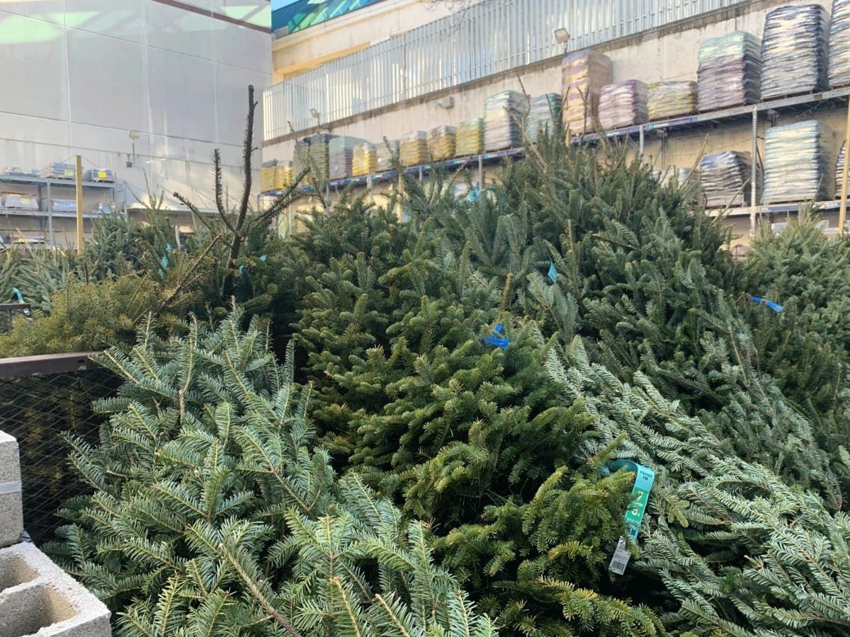 Long Beach Christmas Tree Removal Services