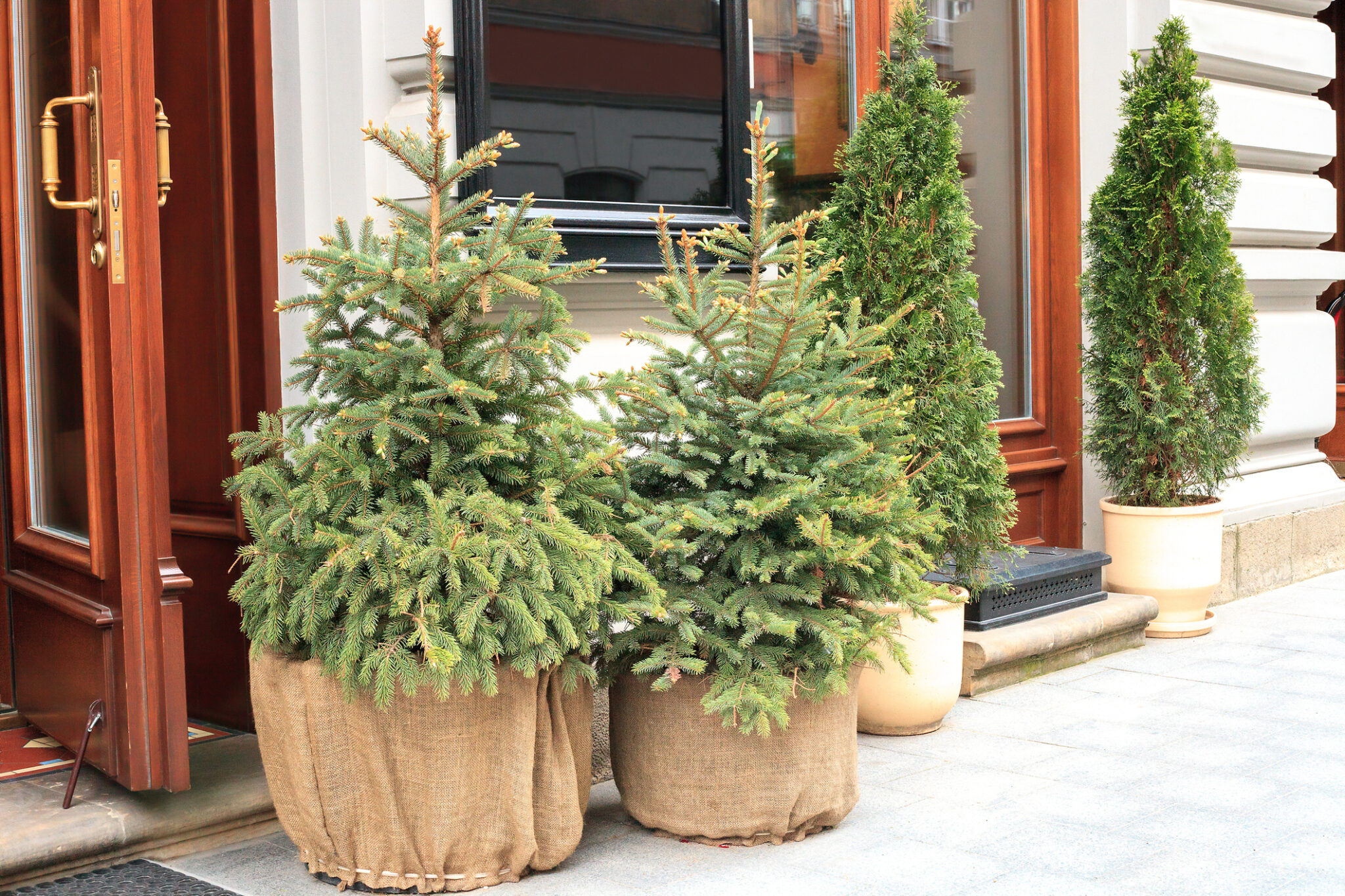 Maintaining and pruning your living Christmas tree