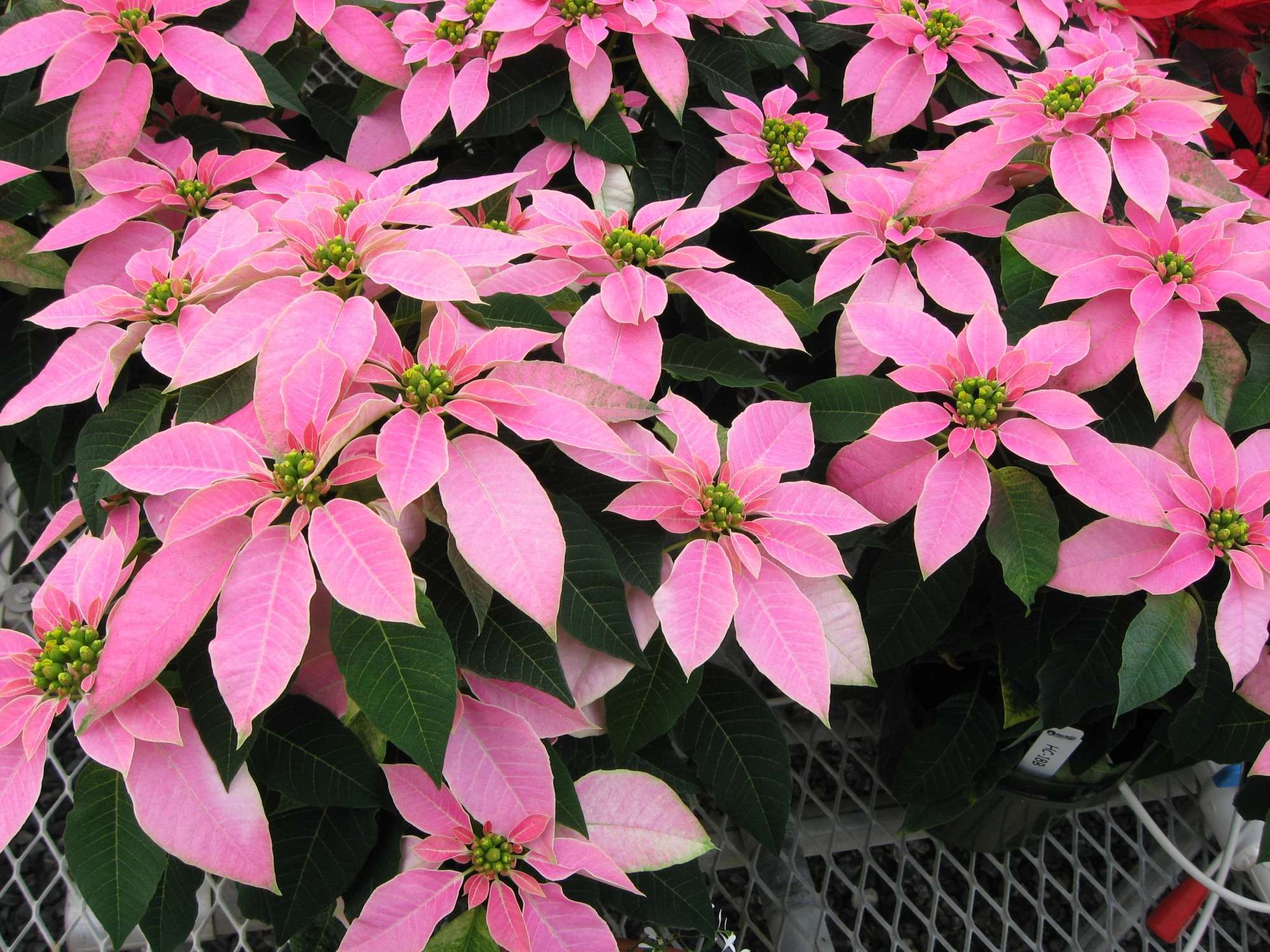 Modern Pink Poinsettia Tree