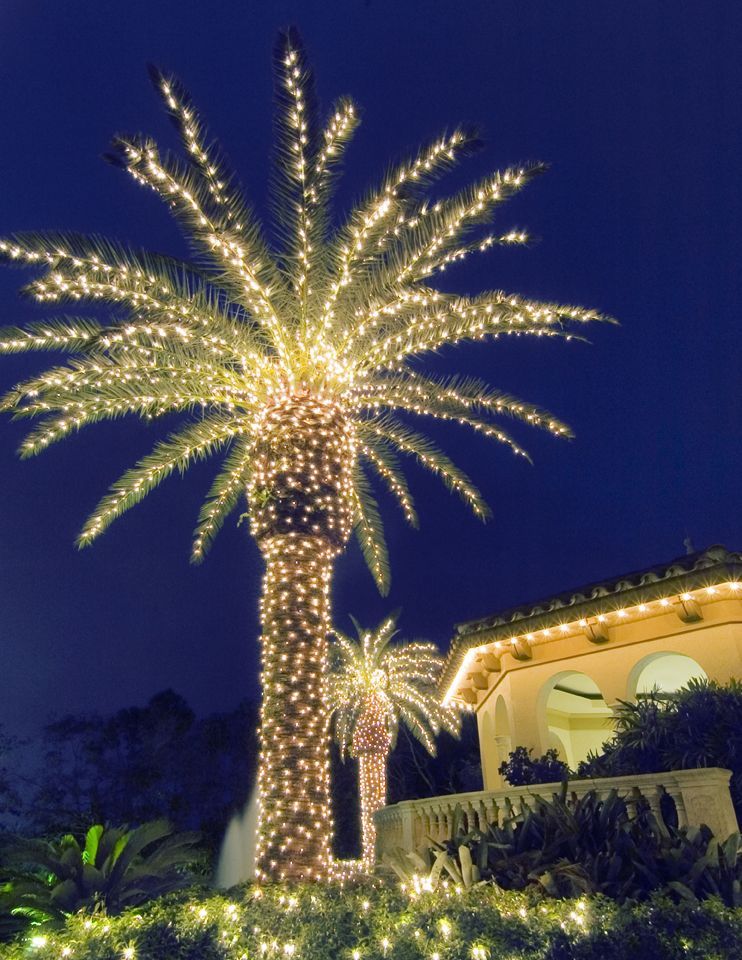 Outdoor Christmas Palm Tree