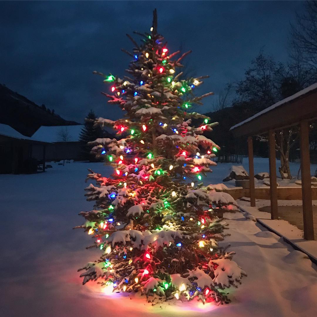 Outdoor Christmas Tree Lights Gallery