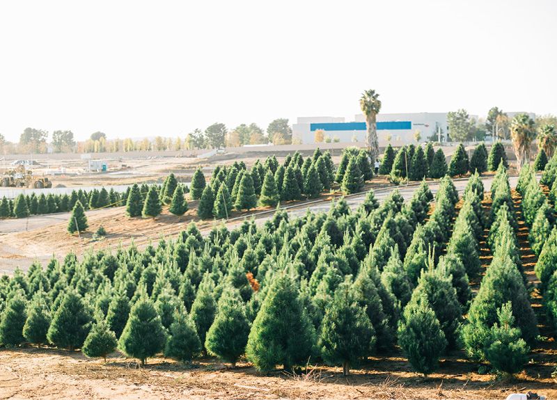 Peltzer Farms Christmas Tree