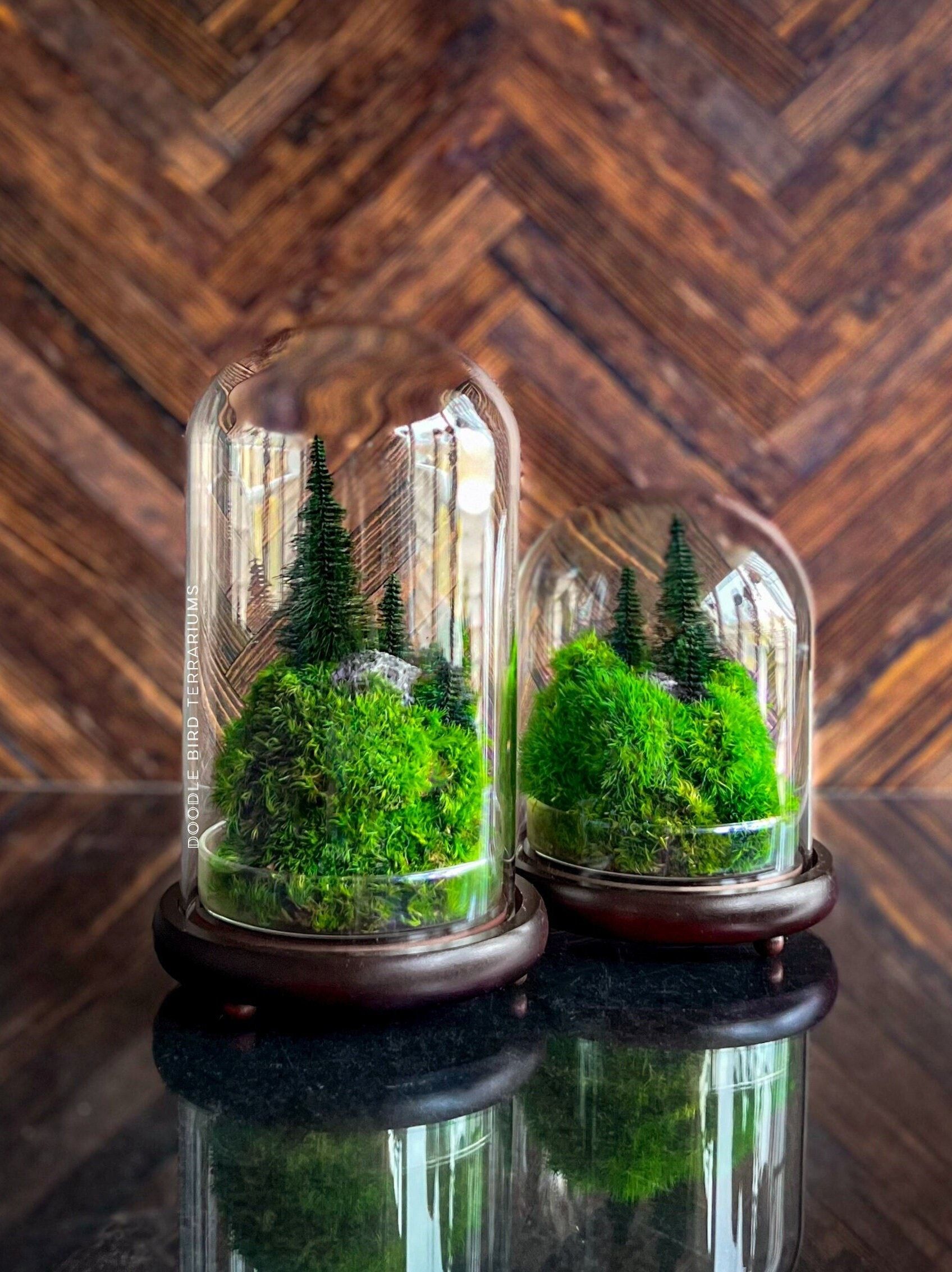 Pine Tree Terrarium