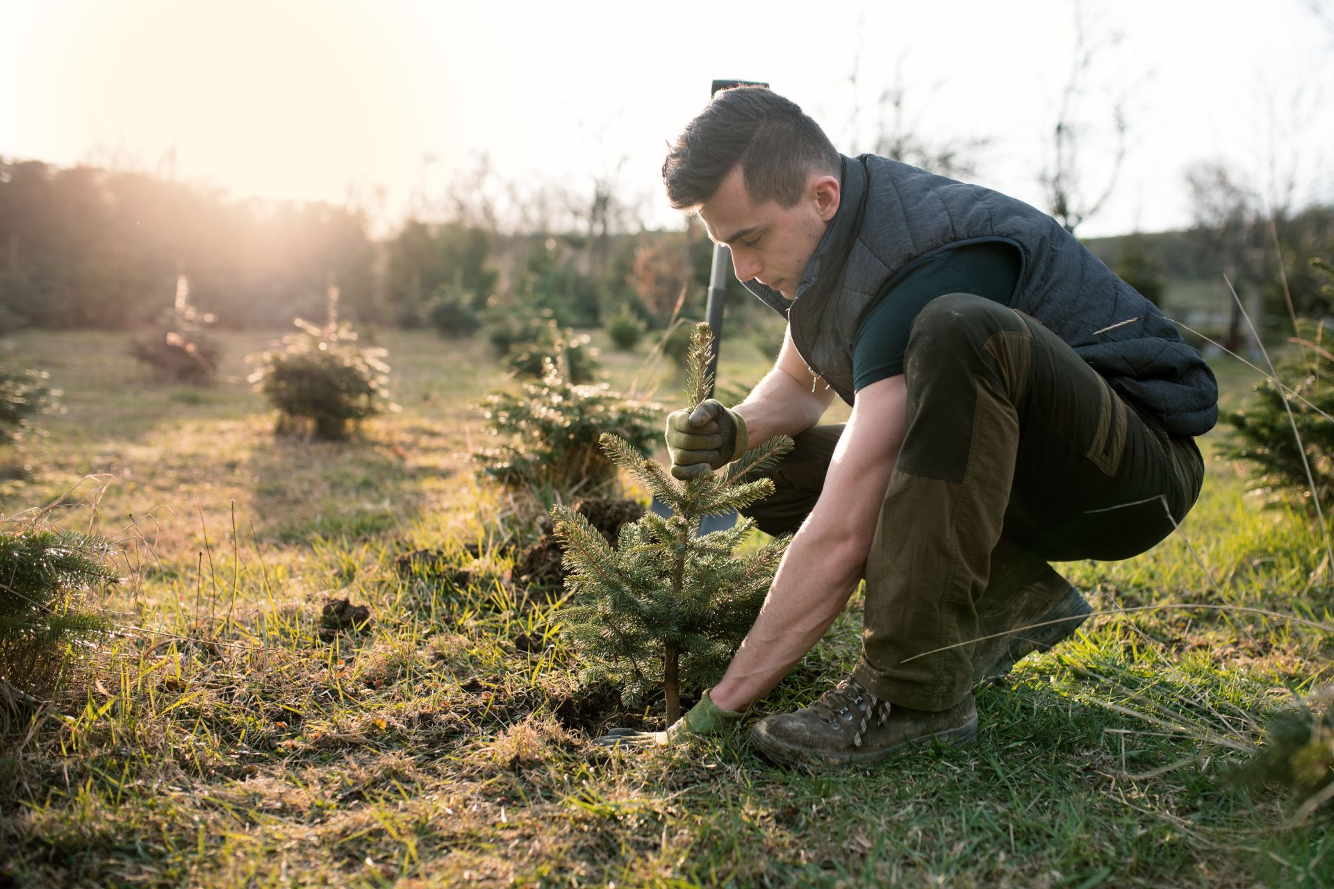 Planting a Christmas Tree