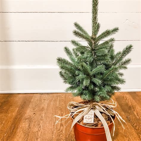 Potted Christmas Tree