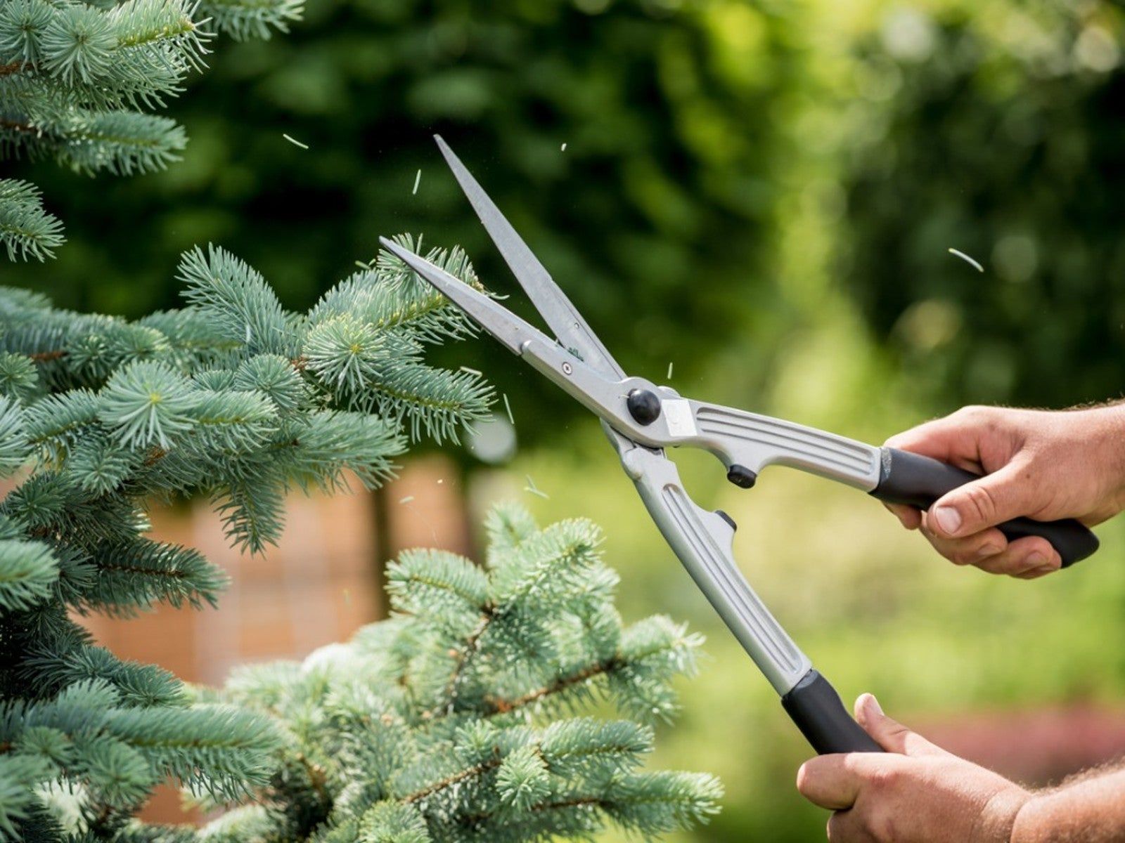 Pruning a Christmas Tree