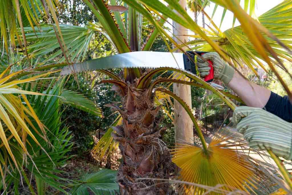 Pruning Christmas Palm Tree