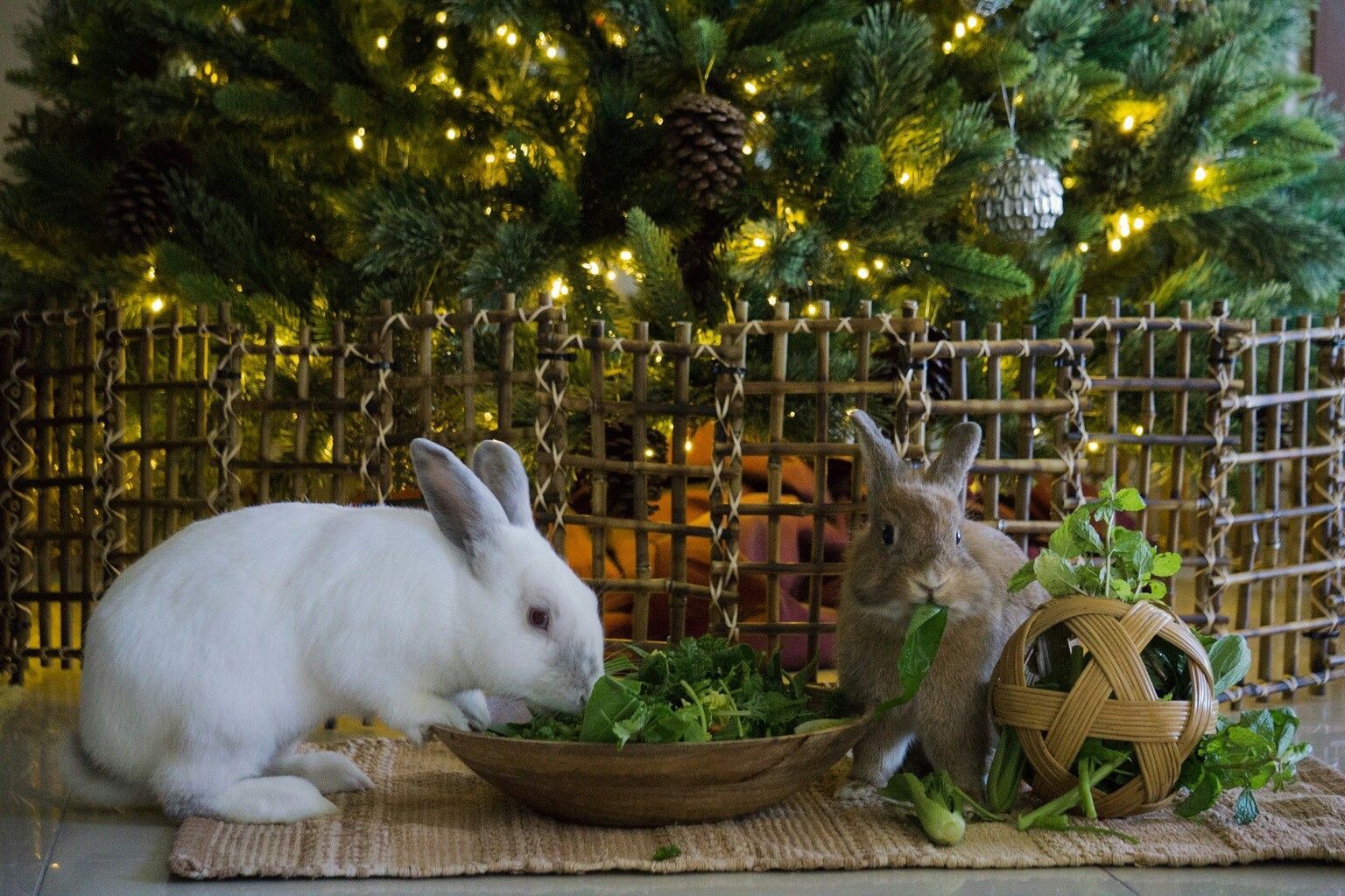 rabbits and christmas trees 1