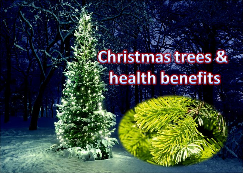 Benefits of Choosing a Real Christmas Tree