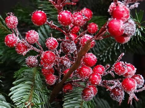 Red Berries on Christmas Tree