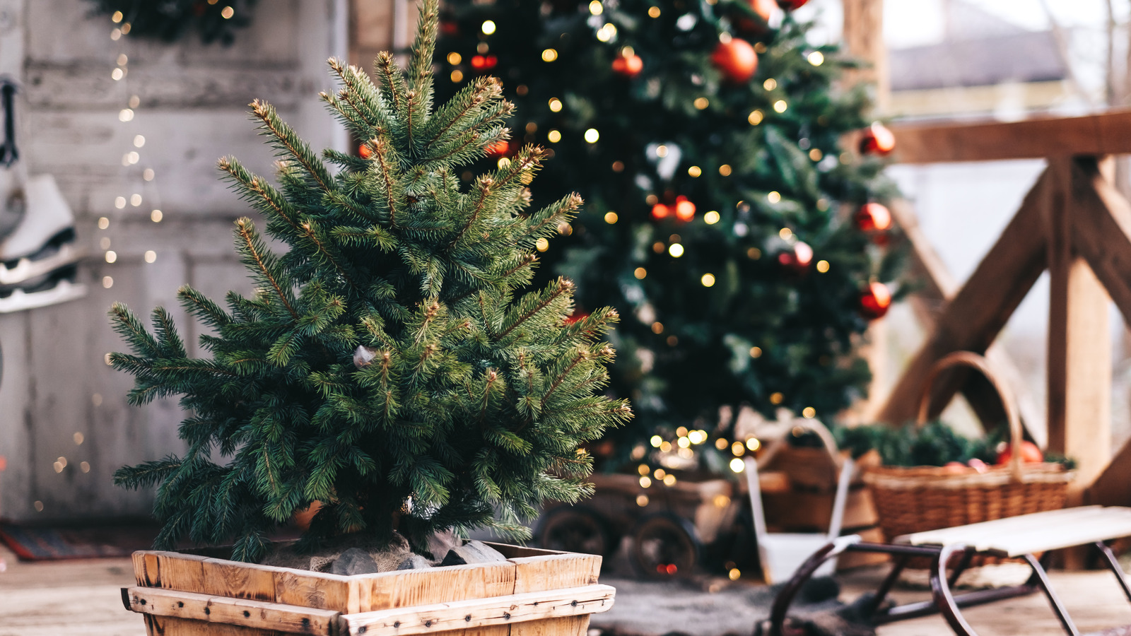 Replanting your living Christmas tree