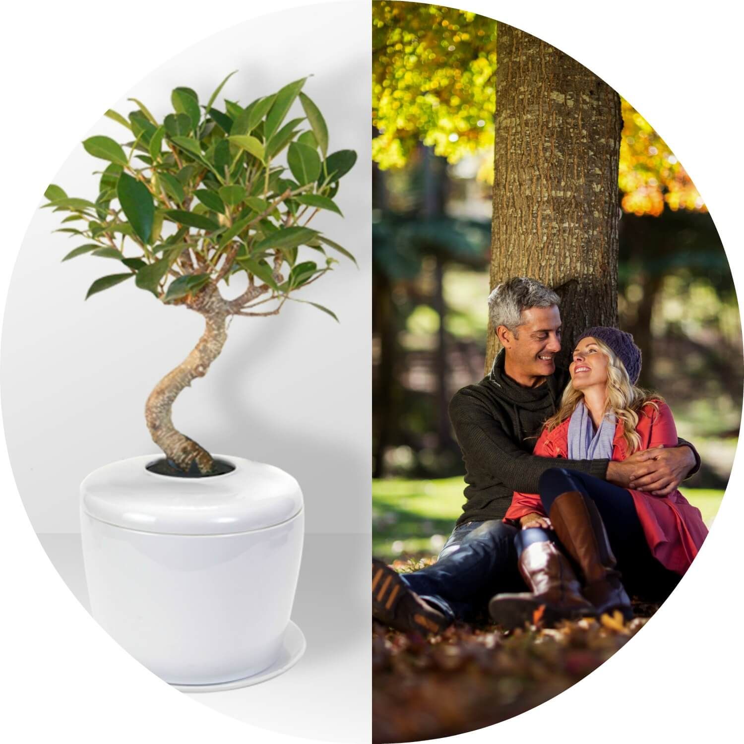 Repotting Your Urn Tree