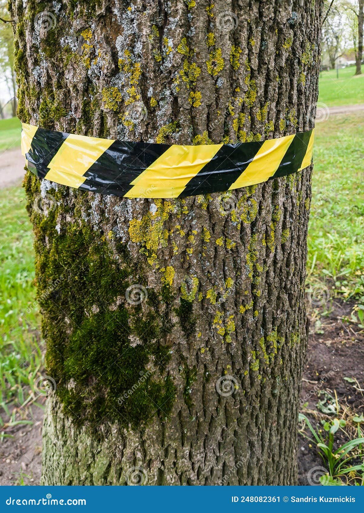 Ribbon-Wrapped Tree Trunks