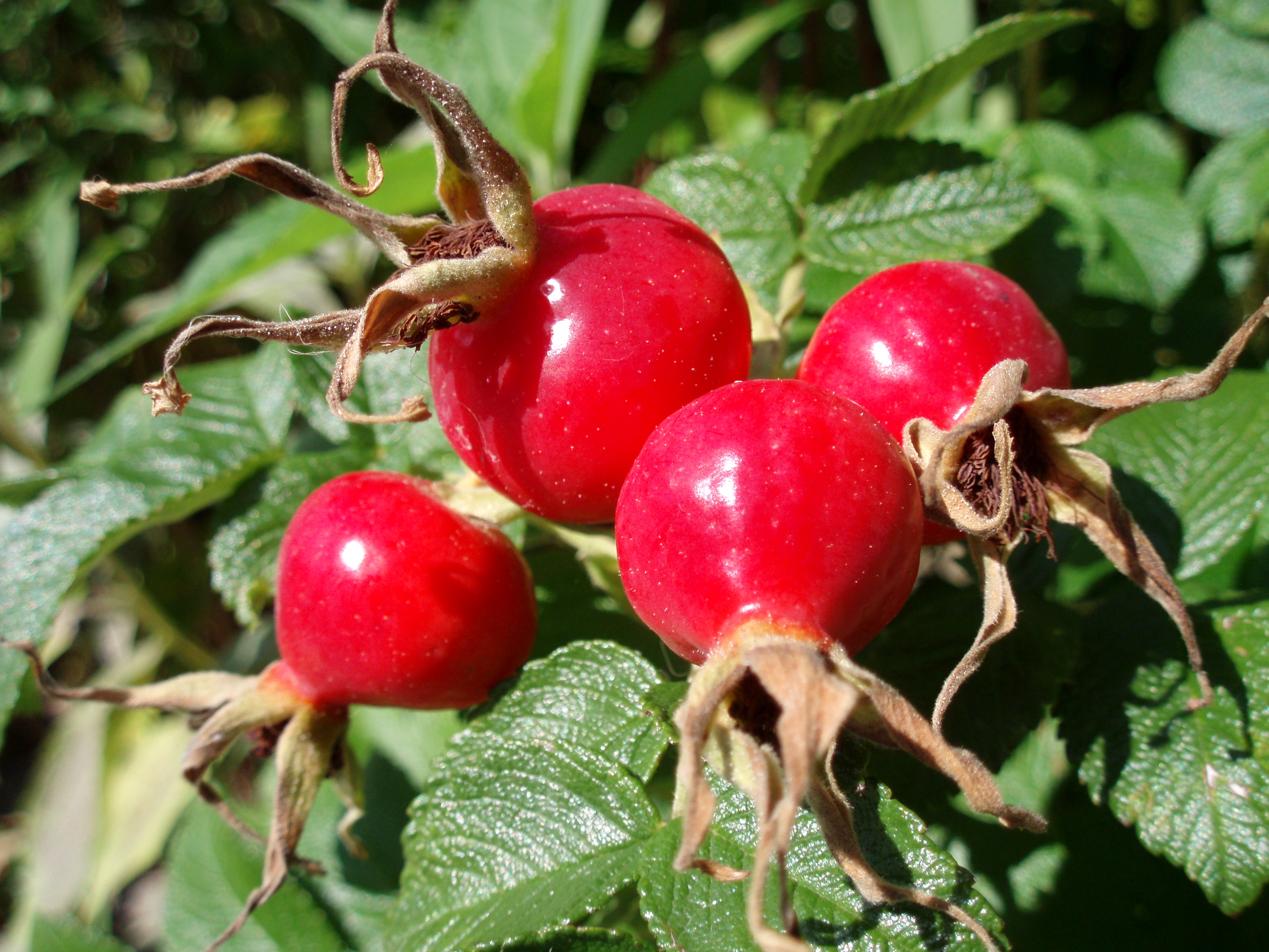 Rose Hips