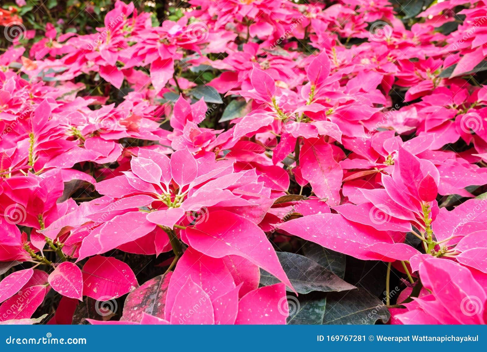 Rustic Pink Poinsettia Tree