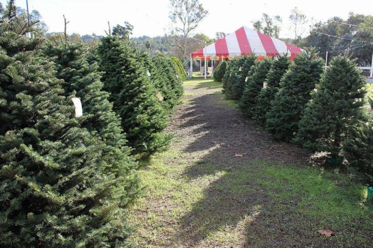 San Diego Christmas Tree Farm