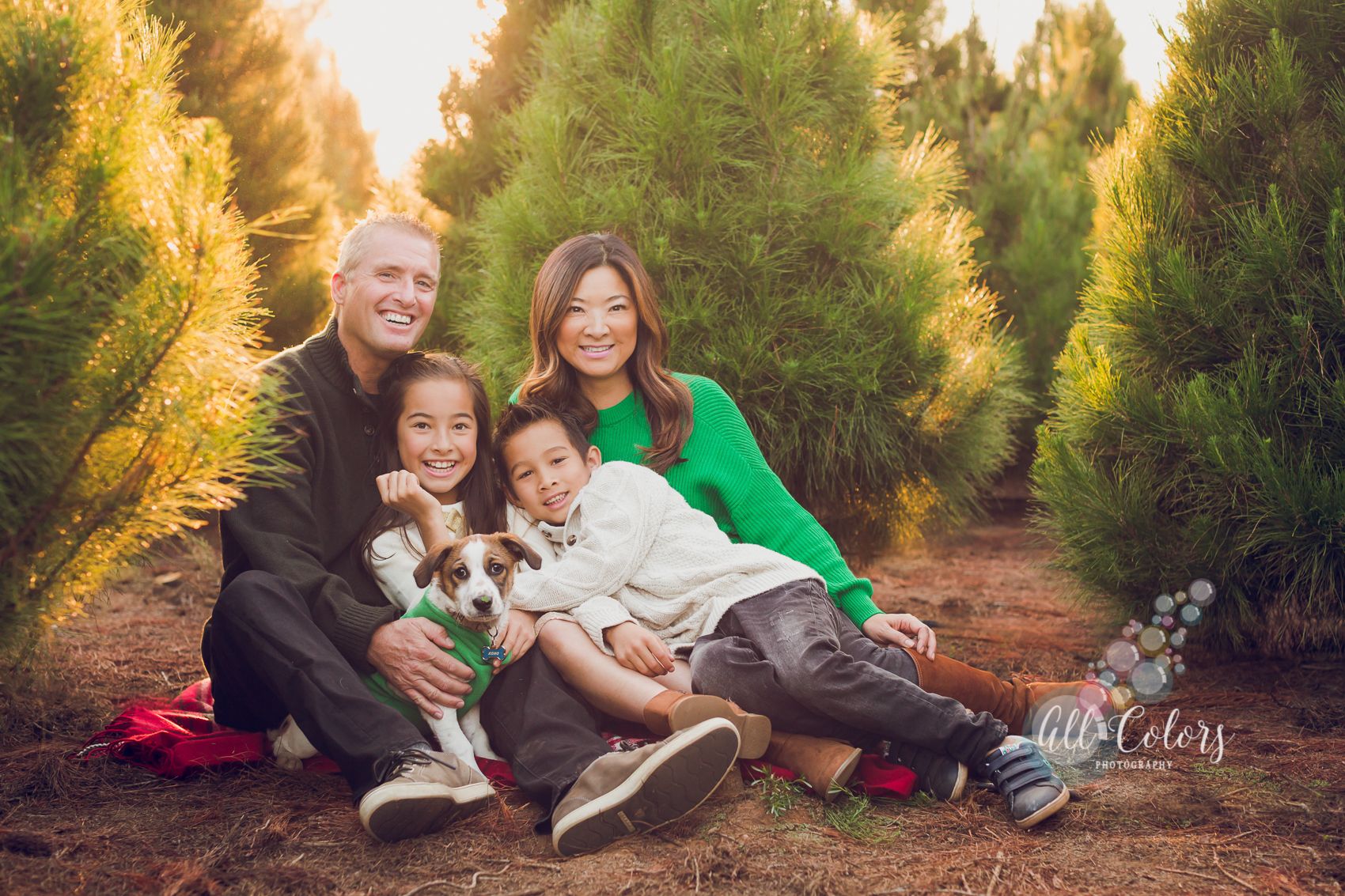 San Diegos Best Traditional Christmas Tree Farms