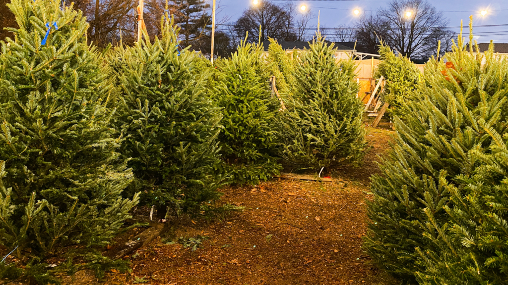 Schaefer Farms Christmas Tree