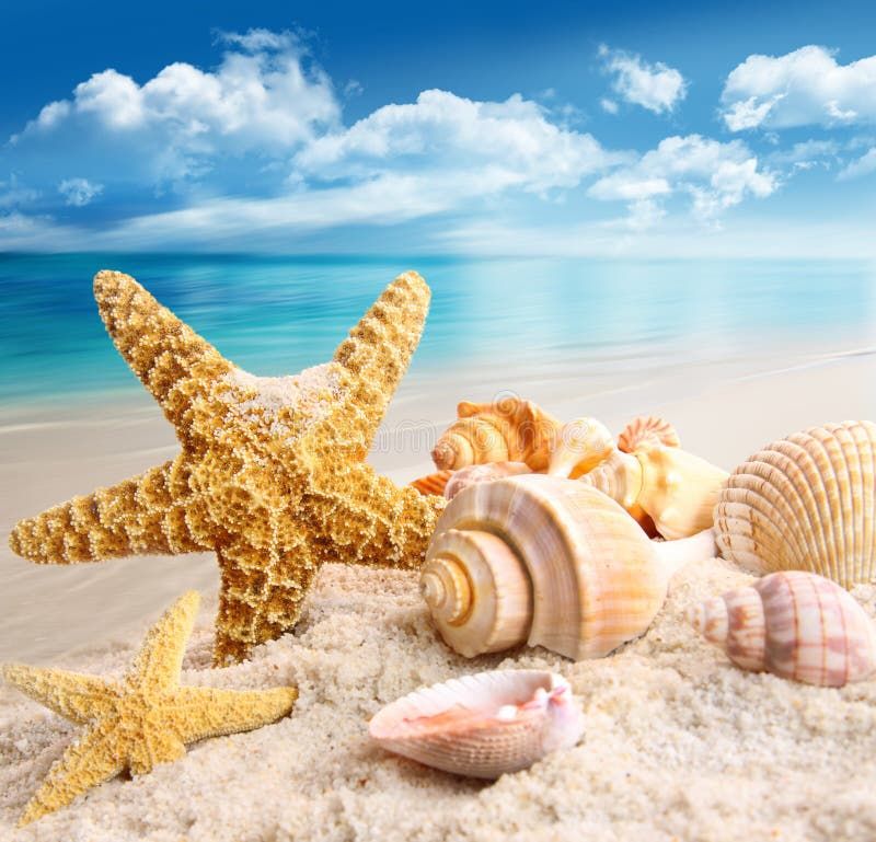 Seashells and Starfish