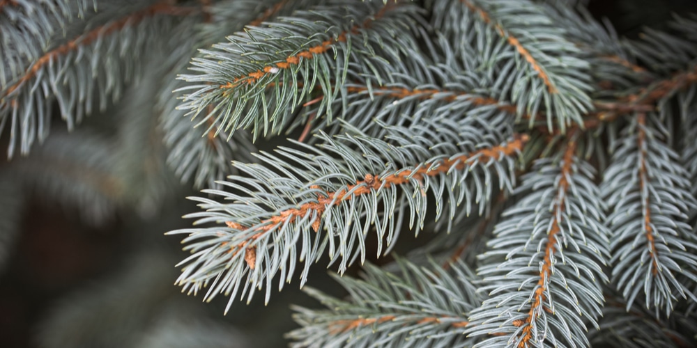 Silvertip Fir Christmas Tree Care