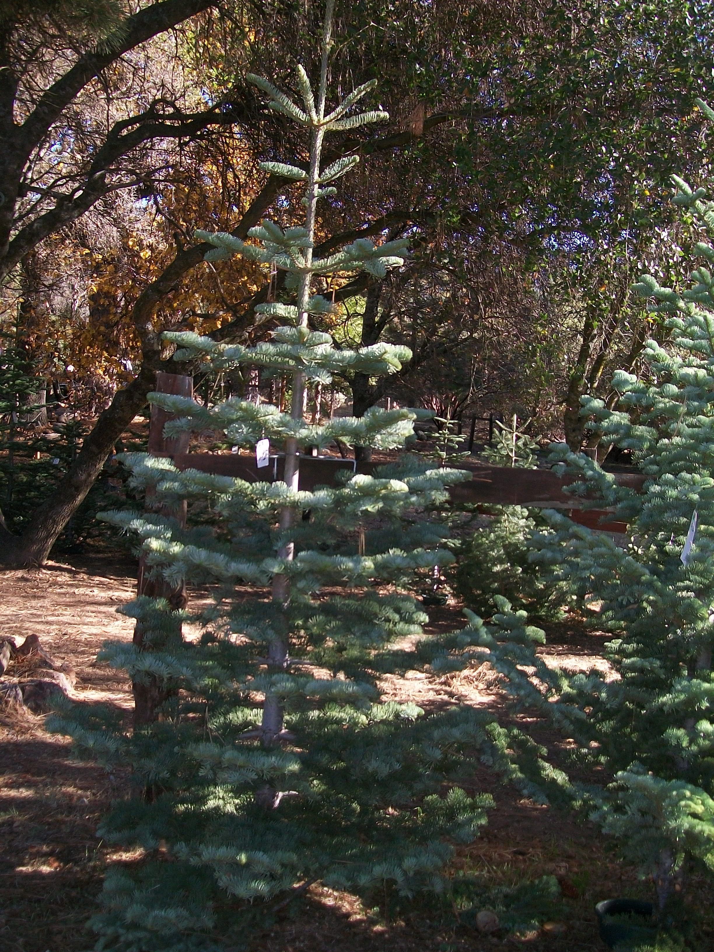 Silvertip Fir Christmas Tree Farm