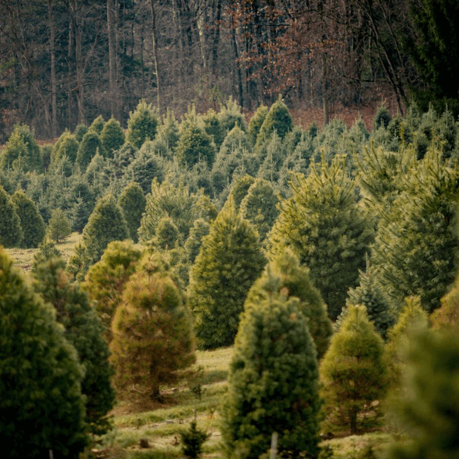 Sustainable Christmas Trees in Canada