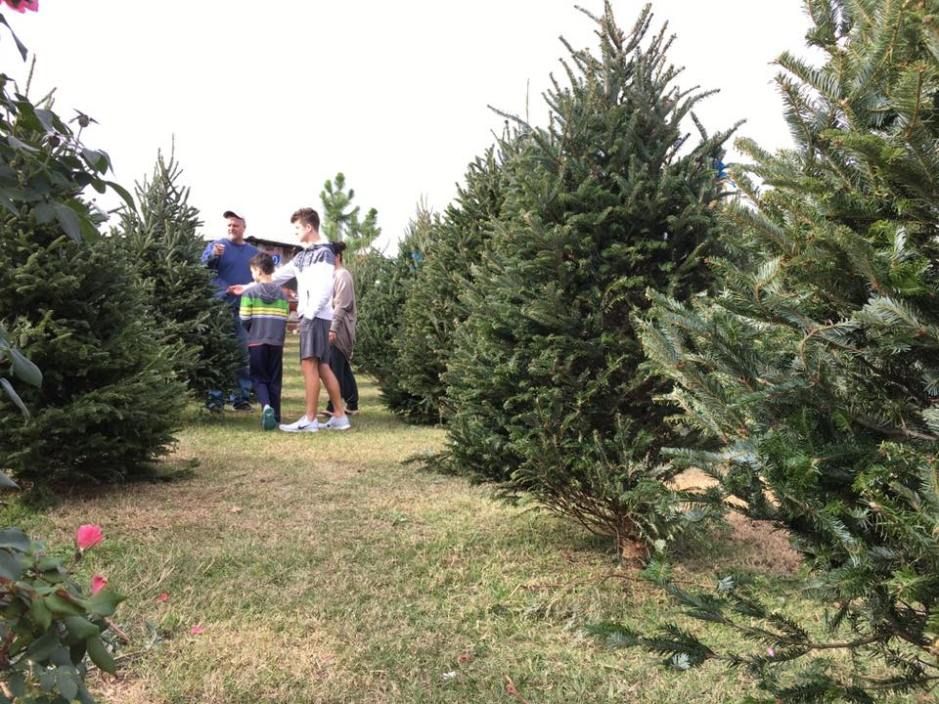 Texas Christmas Tree Farms