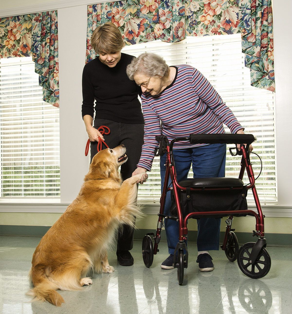 Therapy dogs