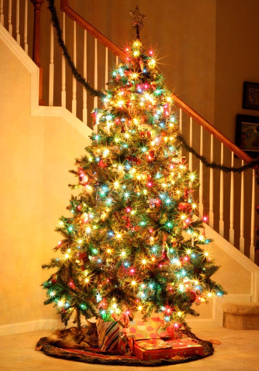 Twinkling Christmas Tree Ideas To Sparkle Your Holiday Season