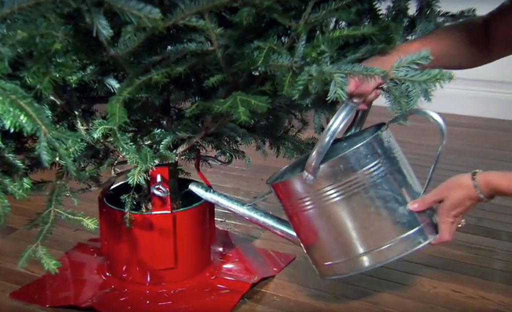 Watering Christmas tree