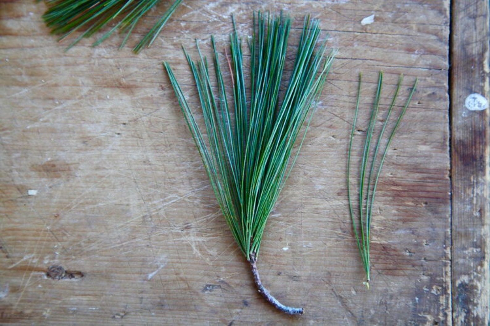 White Pine Needles