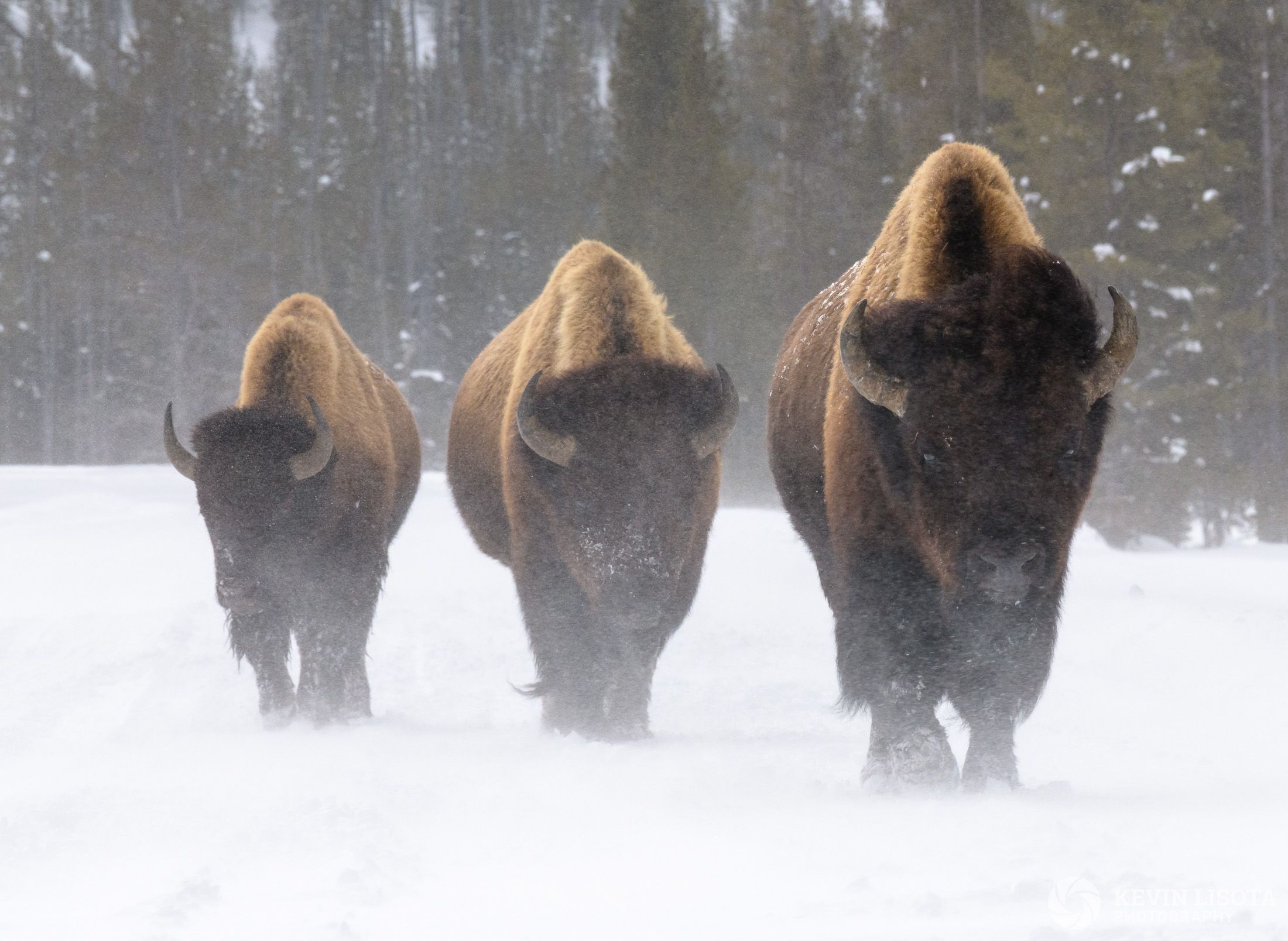 Winter Wildlife in Yellowstone