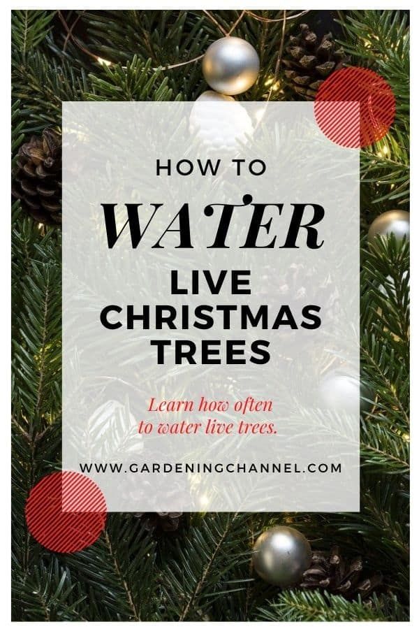 Live Christmas Tree Watering Tips