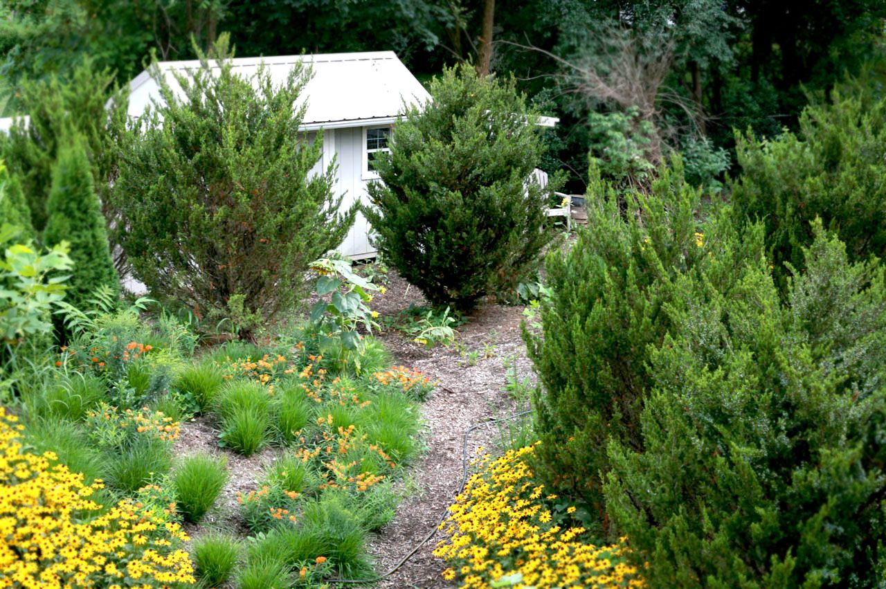 Eastern Red Cedar Emerald Sentinel Landscaping Ideas