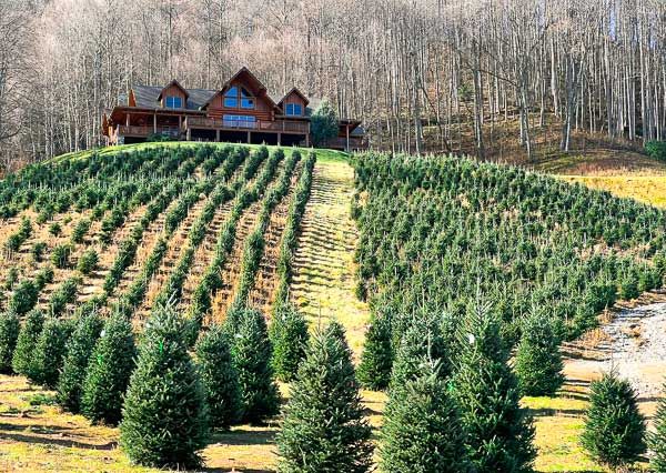 Christmas tree farm for sale 2024