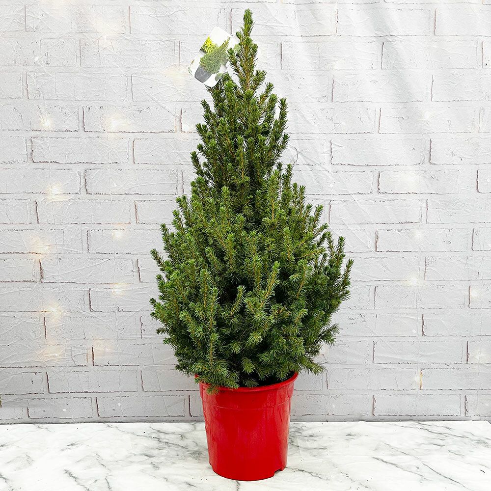 Mini Christmas Tree Potted Ideas