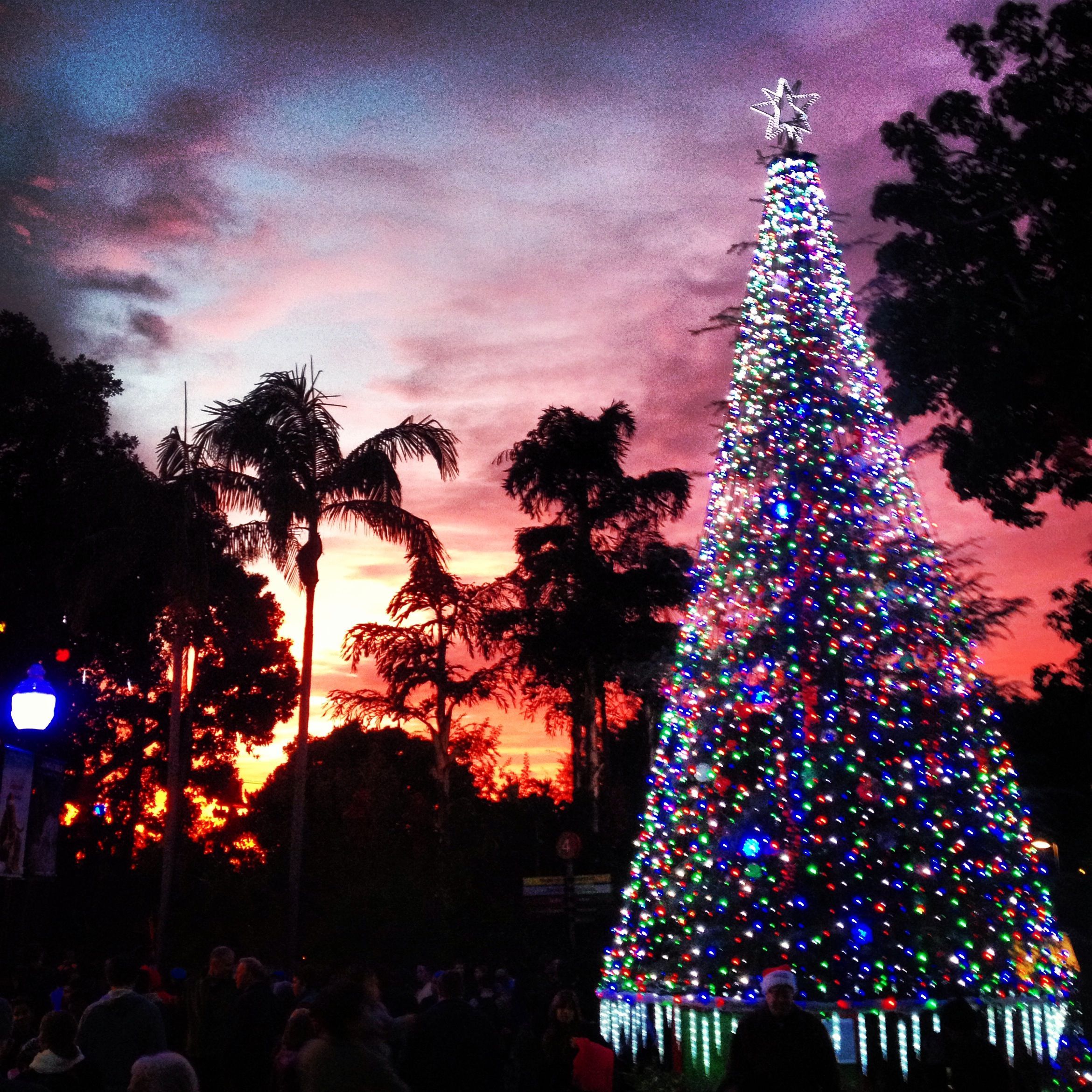 San Diego Christmas Trees