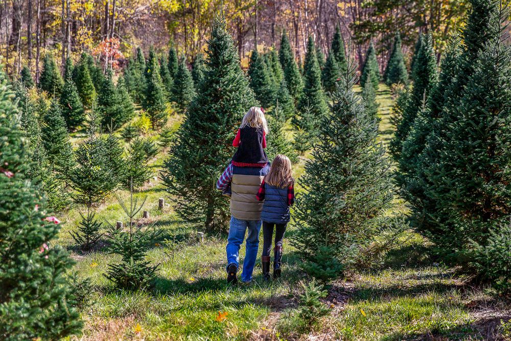 Christmas Tree Farm Photos